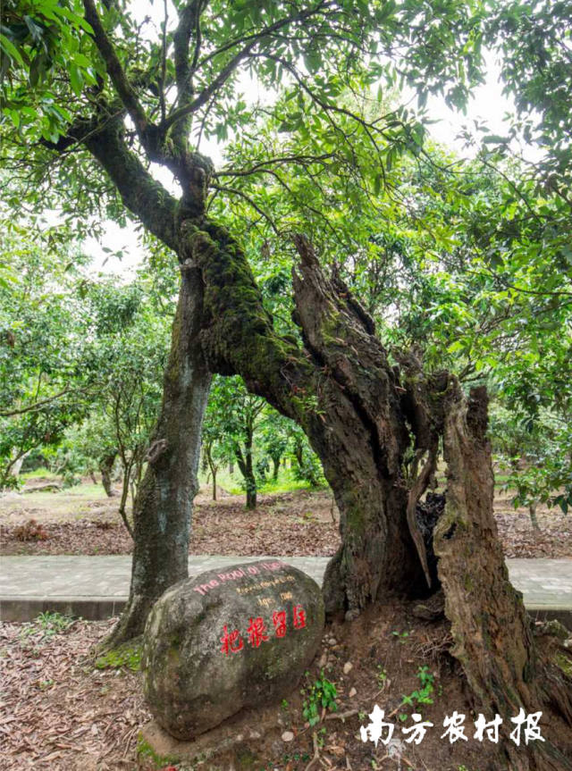 高州根子贡园中的一棵古荔枝树，仅剩半边躯干仍顽强生长。