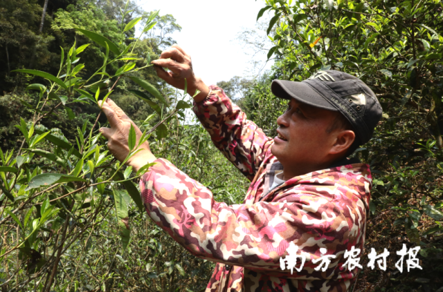 茶農(nóng)正在辛勤采摘茶葉,。