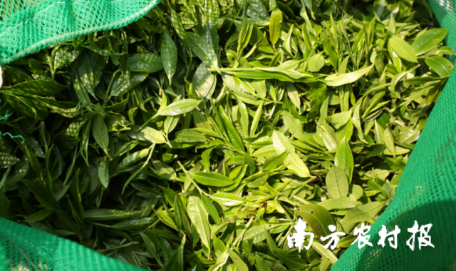 經(jīng)過(guò)辛勤勞作,，茶農(nóng)收獲滿(mǎn)滿(mǎn),。