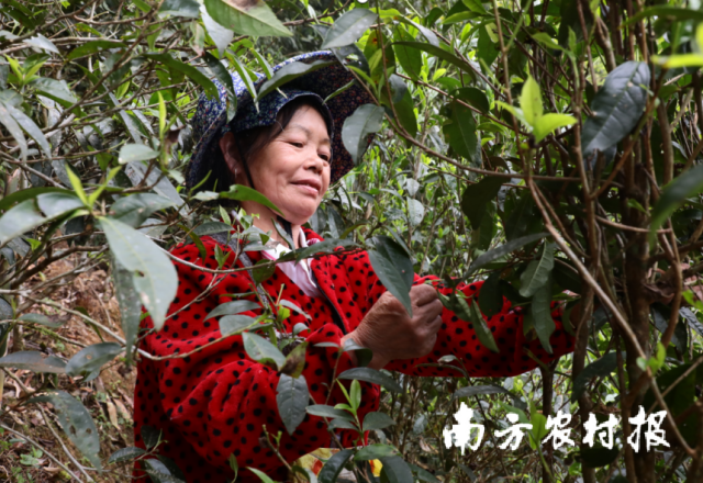 茶農(nóng)正在辛勤采摘茶葉,。