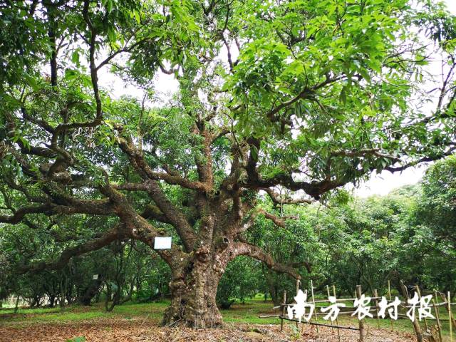 茂南禄段贡园中的古荔枝树心被掏空仍屹立不倒，古老沧桑却又生机盎然。