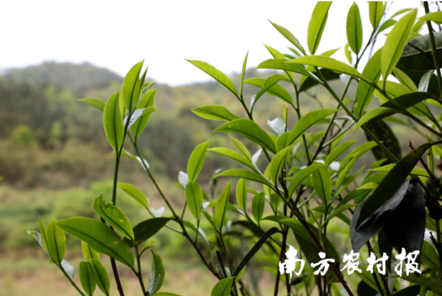 新芽吐綠,，茶葉飄香,。
