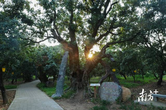 广东荔枝，朝气蓬勃，图为高州根子贡园“五代同堂”古荔。