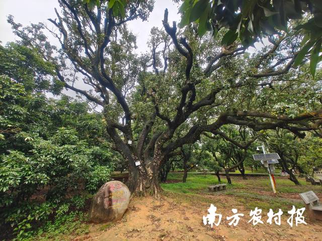 根子贡园里的“荔王”荔枝树已有800年树龄。