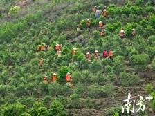 元首茶叙单丛“出圈”，潮州茶产业驶向发展“快车道”｜2023潮州工夫茶大会系列报道⑧