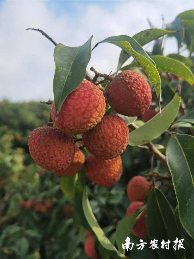 邁陳荔枝