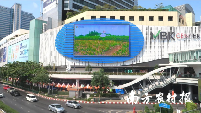 “舞动菠萝的海”亮屏海外地标。