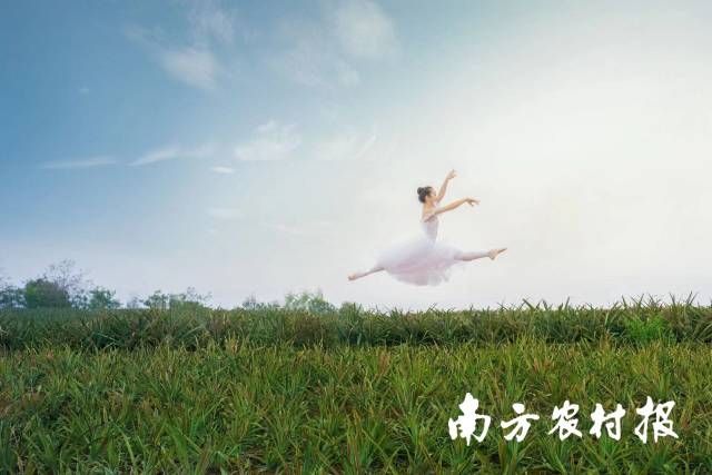 芭蕾舞者舞动菠萝的海。