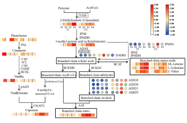 图2.辣椒果实中支链酯类及辣椒素合成通路中代谢物相对含量及合成基因相对表达量