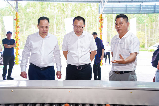 湛江市农业农村局副局长冯忠志（左）、遂溪县委常委、副县长庞宇（中）听取湛川村支部书记、遂溪县湛川河谷荔枝种植专业合作社社长黄民军汇报荔枝分级工作