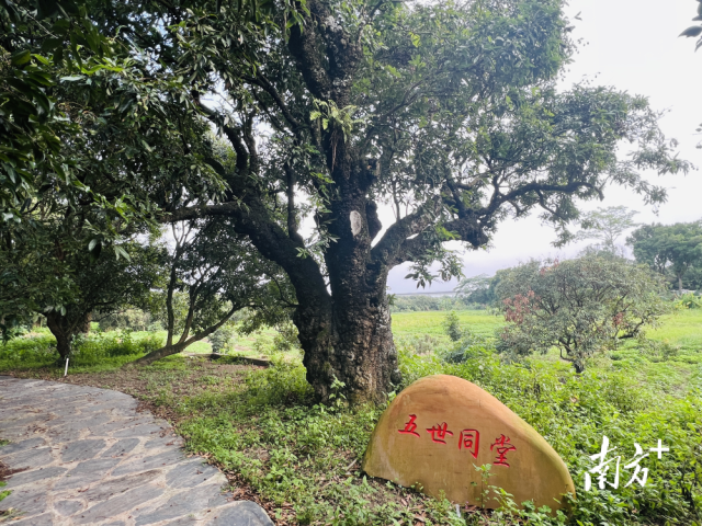 园区内有463棵古荔枝树，最古老的已经1936岁。