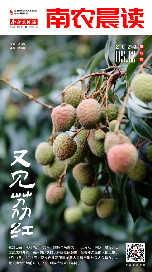 南农晨读丨又见荔红