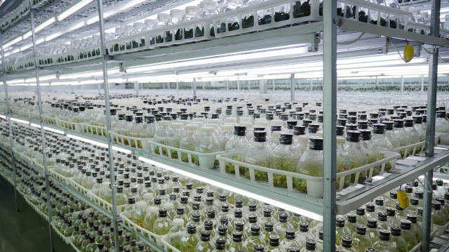 蝴蝶兰组培苗。