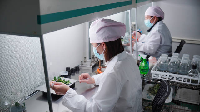 技术人员在进行兰花种苗组培操作。