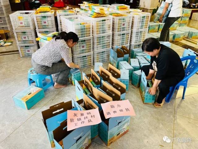 灰寨镇马路村集中连片撂荒耕地复垦种植有机米收成包装。