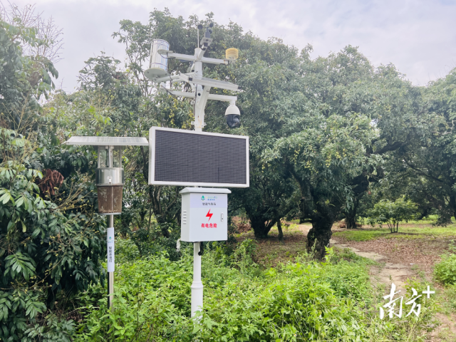 禄段古荔园随处可见智能化养护设备。