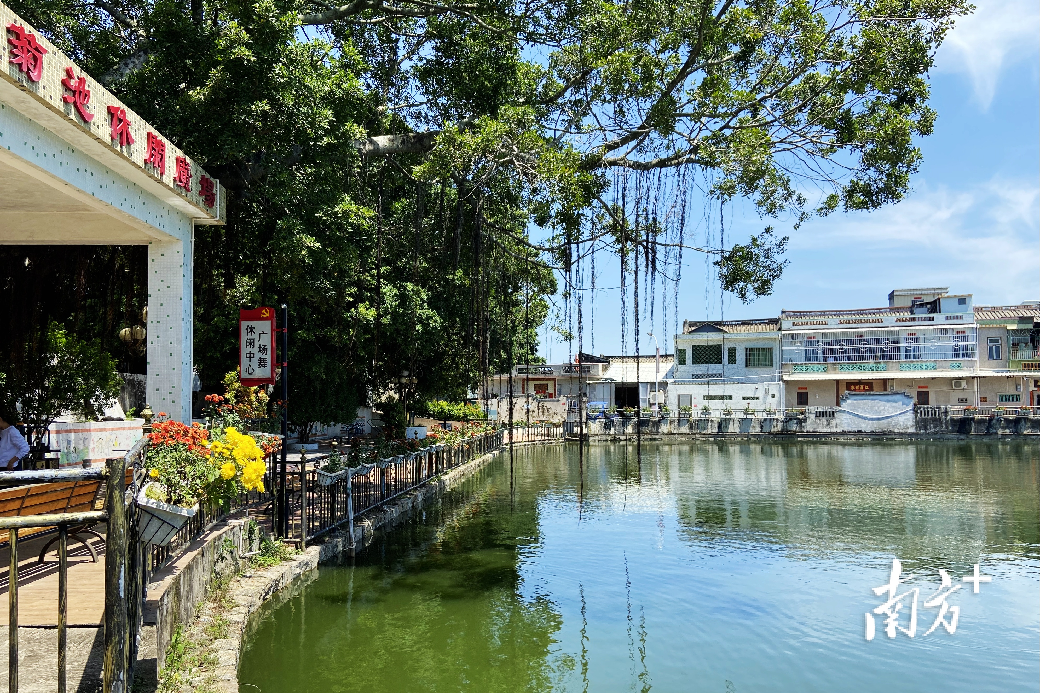  菊池村在村内种植菊花,改善人居环境。