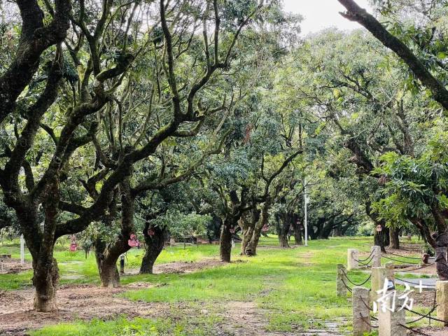 禄段古荔园内的古荔树历经岁月沧桑，仍枝繁叶茂。