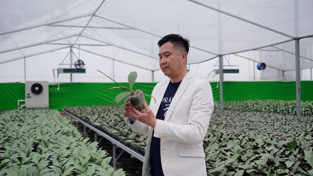 惠州洋和农业有限公司董事长余汉荣在查看兰花苗。