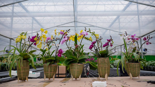 洋和农业搭配的商品蝴蝶兰。