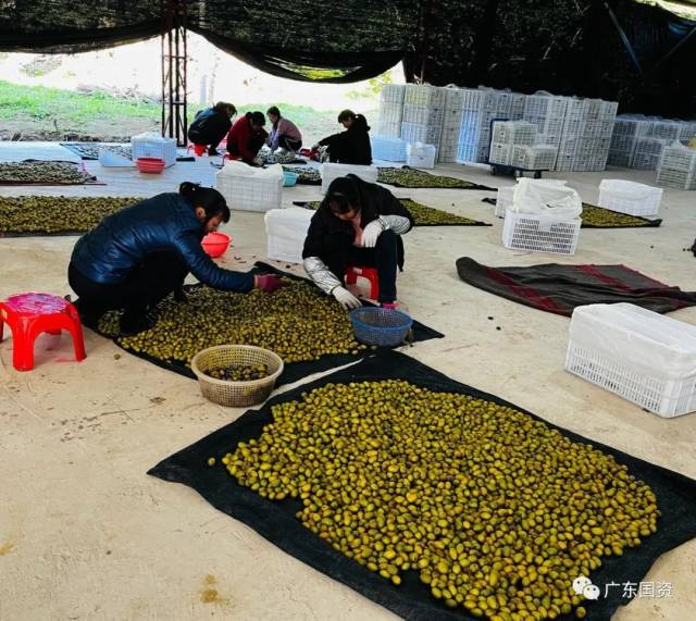 灰寨镇马路村村民在橄榄种植基地分级包装橄榄。