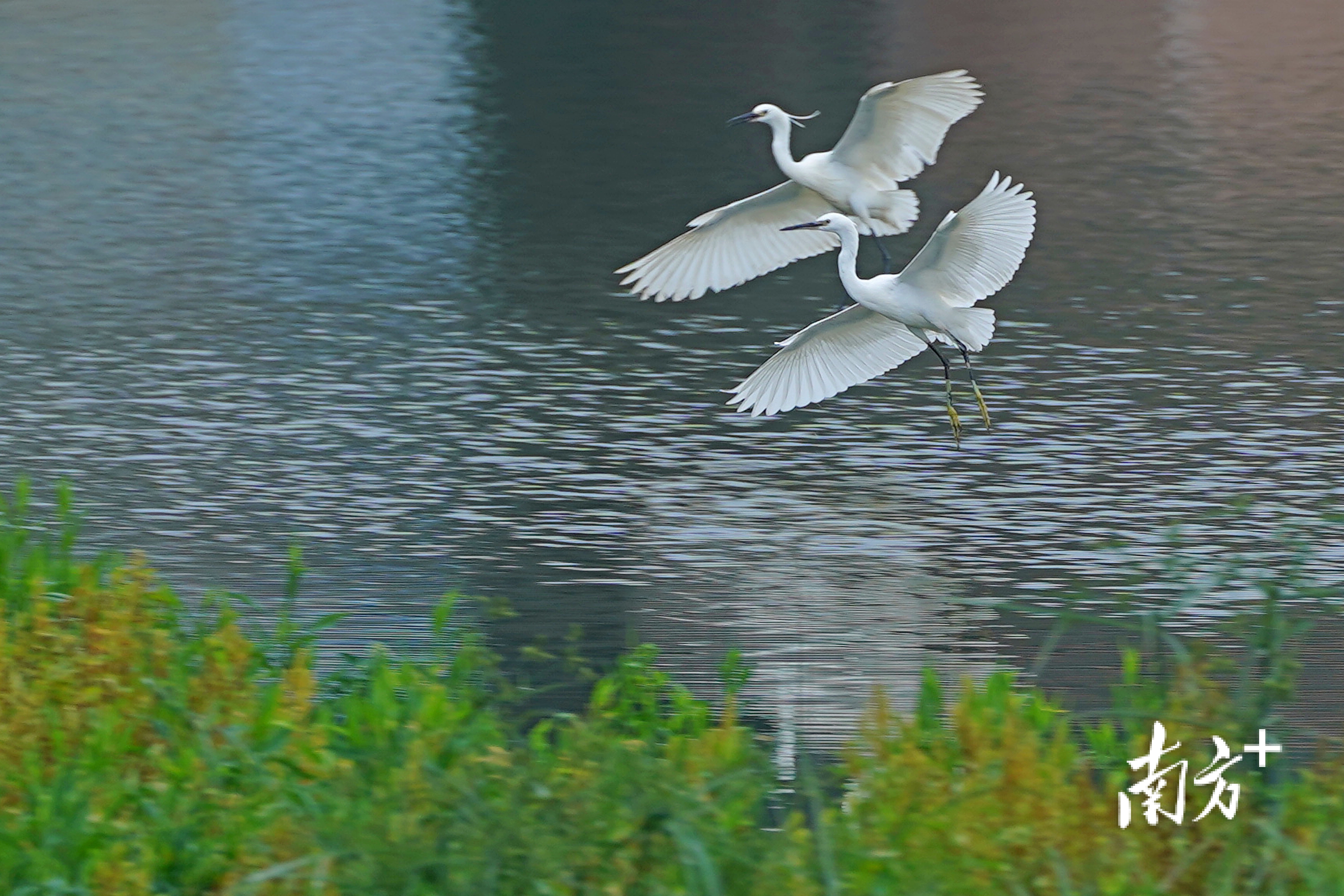 连片鱼塘整治实现经济与环境效益双提升。