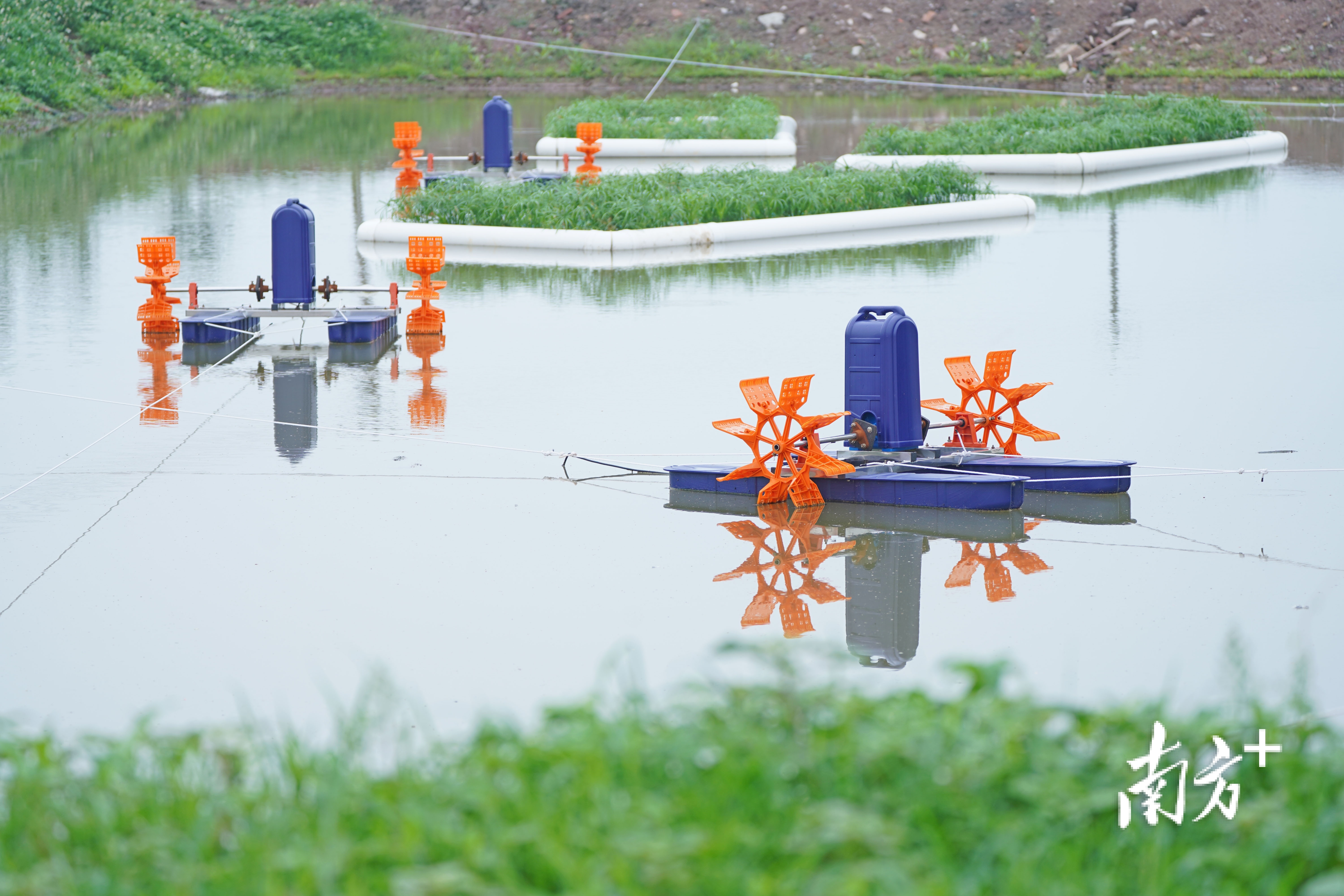 通过“塘改”，西联社区鱼塘设施更先进、功能更完善。