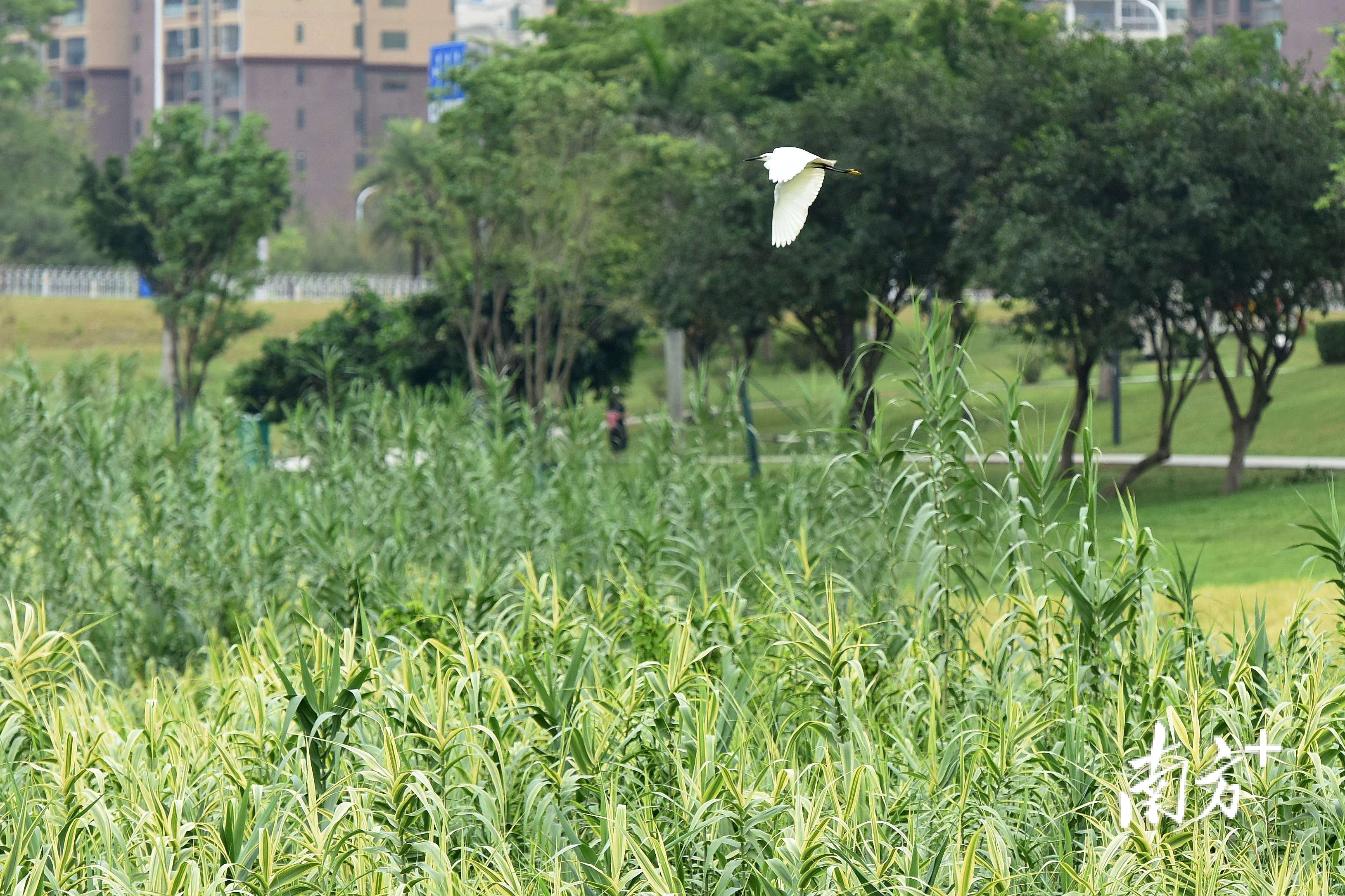 淡水河畔，生态环境优美，鹭鸟自由飞翔。
