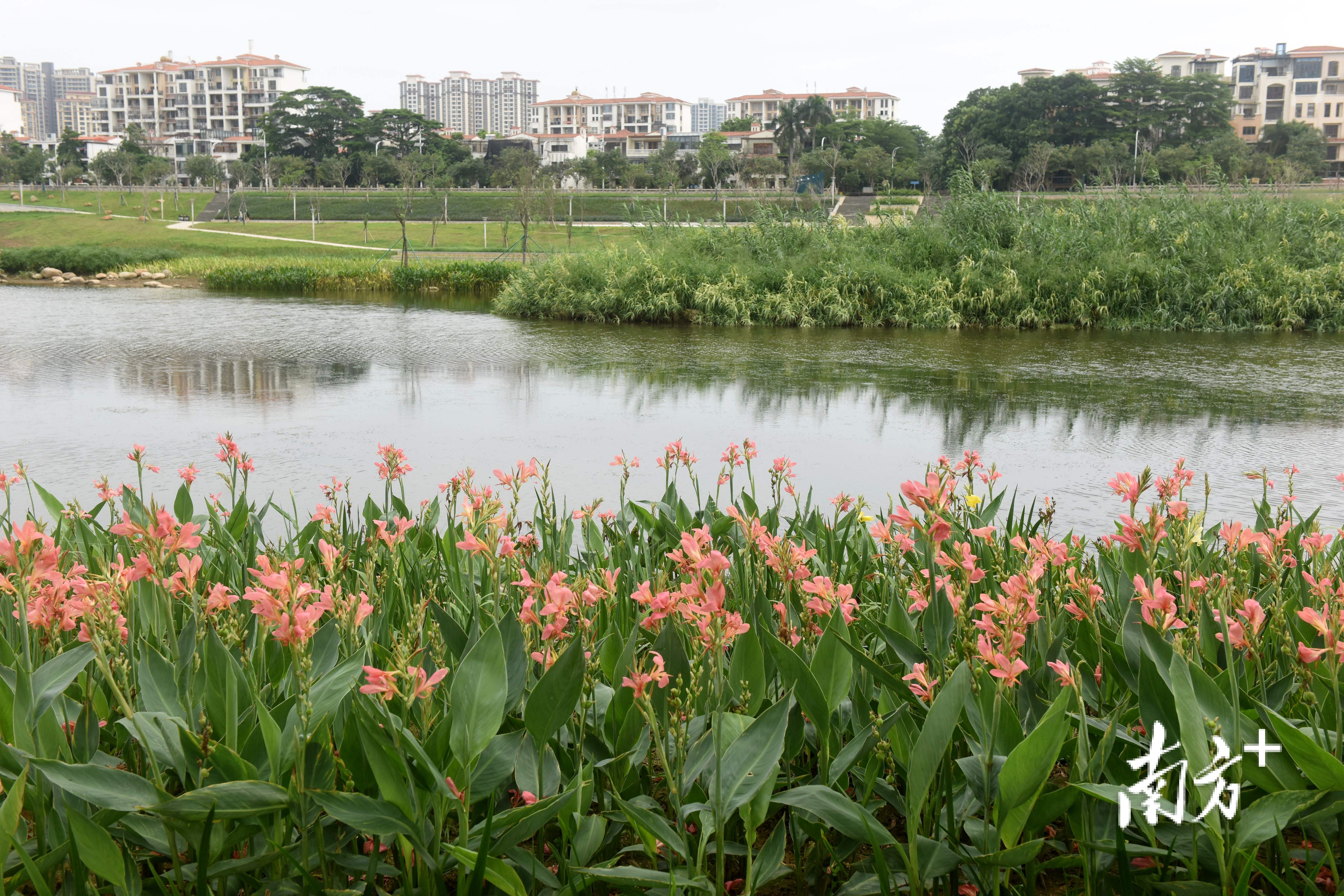 滨水公园种植了许多湿地植物。
