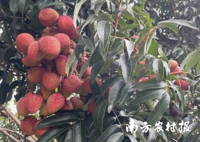 这是云浮荔枝第一村！罗定黎少镇委书记许德斌漫谈“醉美罗荔”的由来