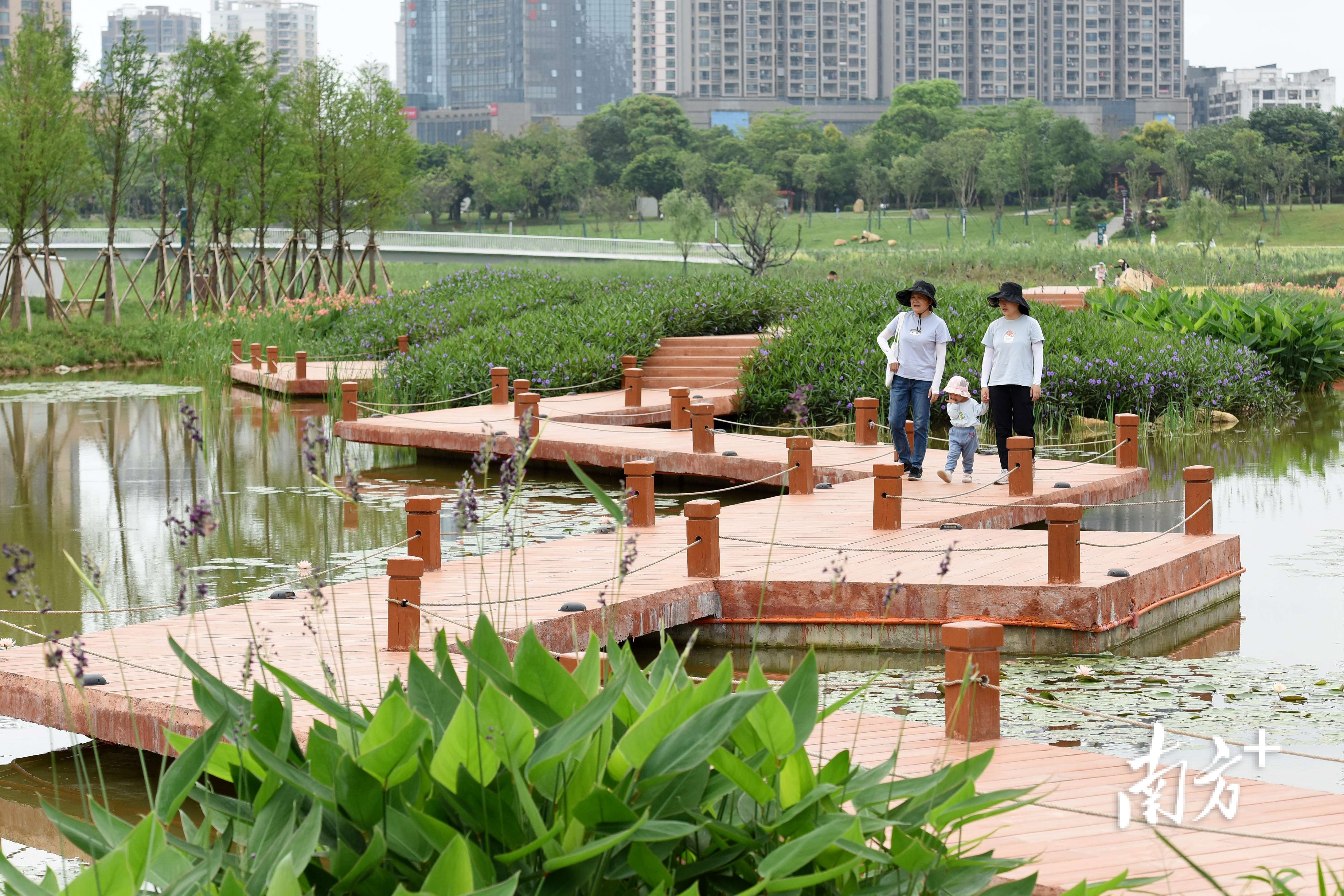 湿地栈道不仅美观，而且方便市民全方位欣赏公园美景。