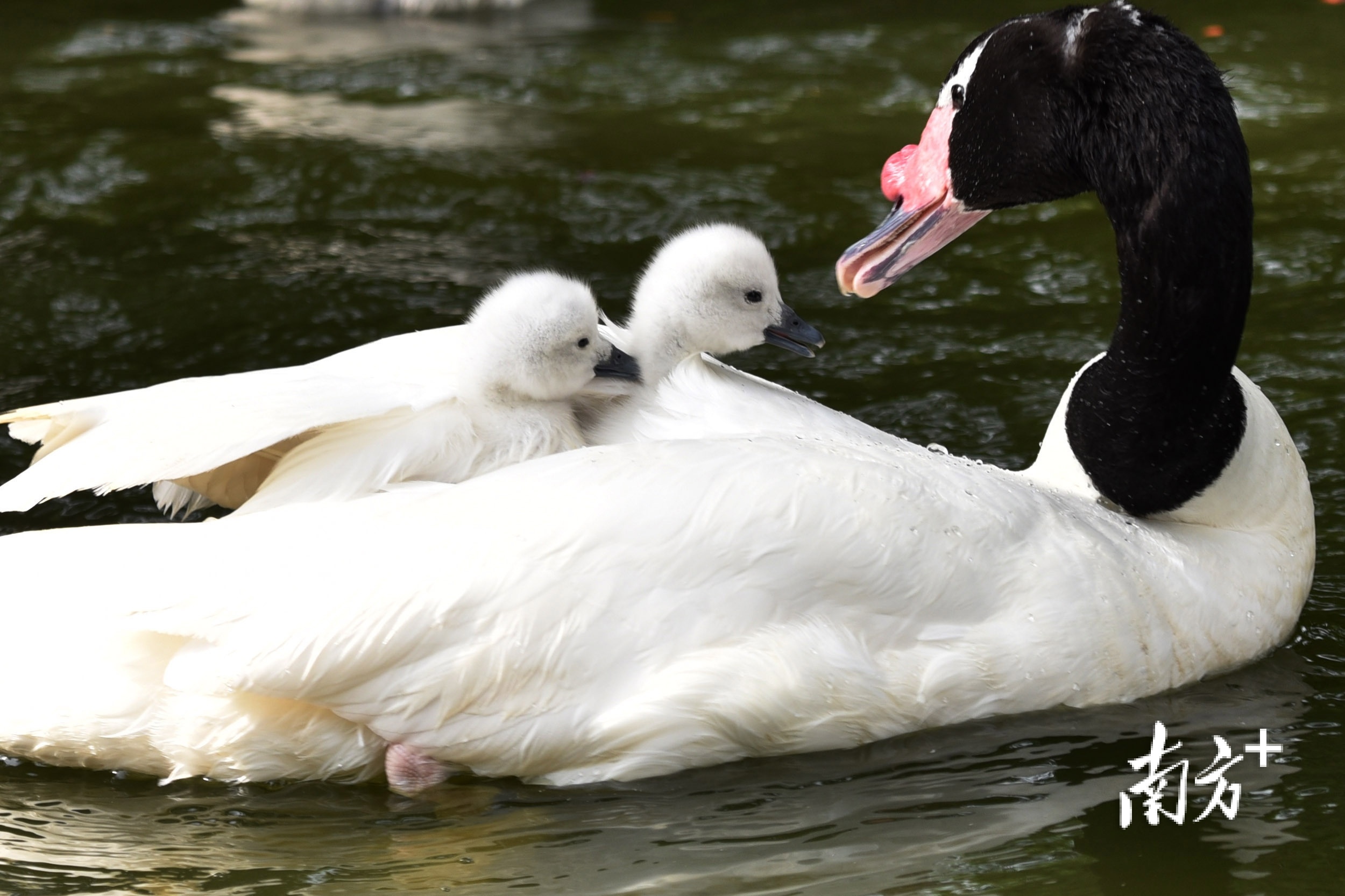 黑颈天鹅背着宝宝在湖里畅游。