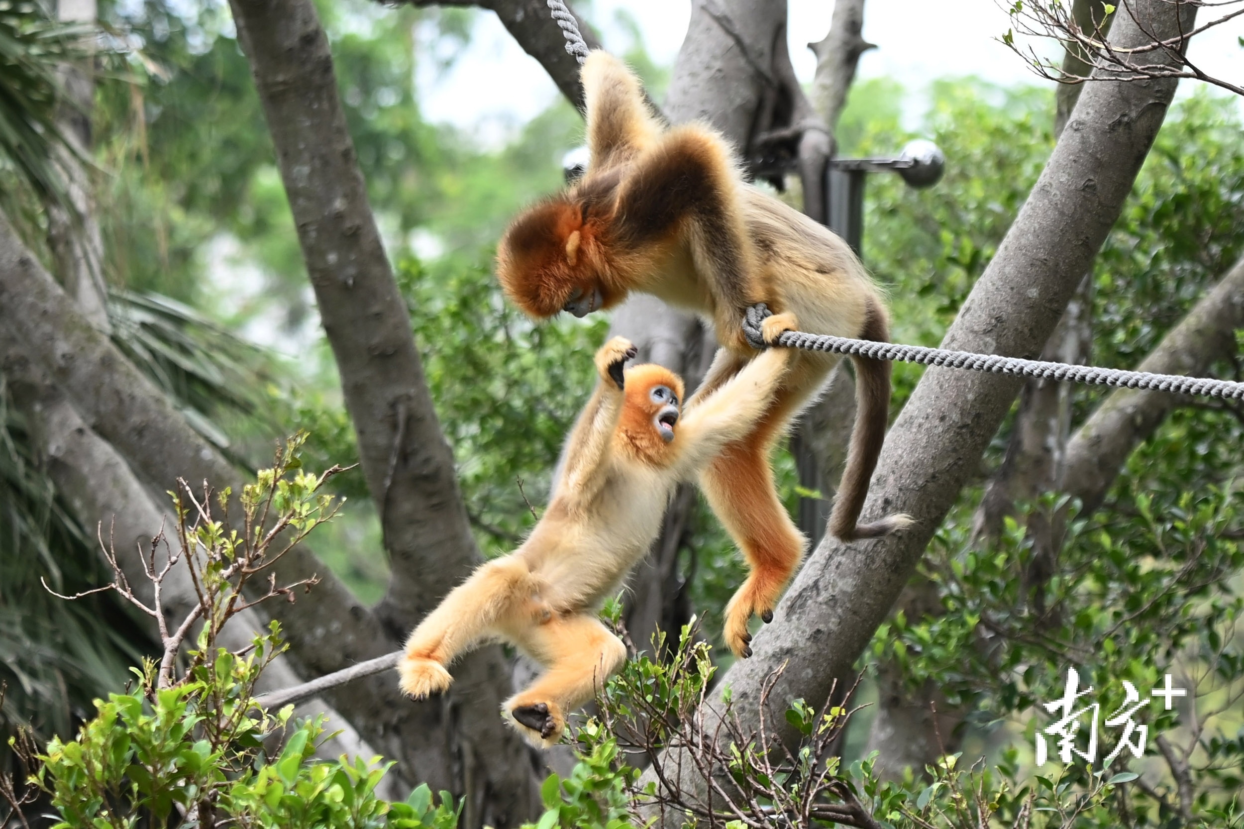 在金丝猴岛，小猴跟着母猴认真学习本领。 