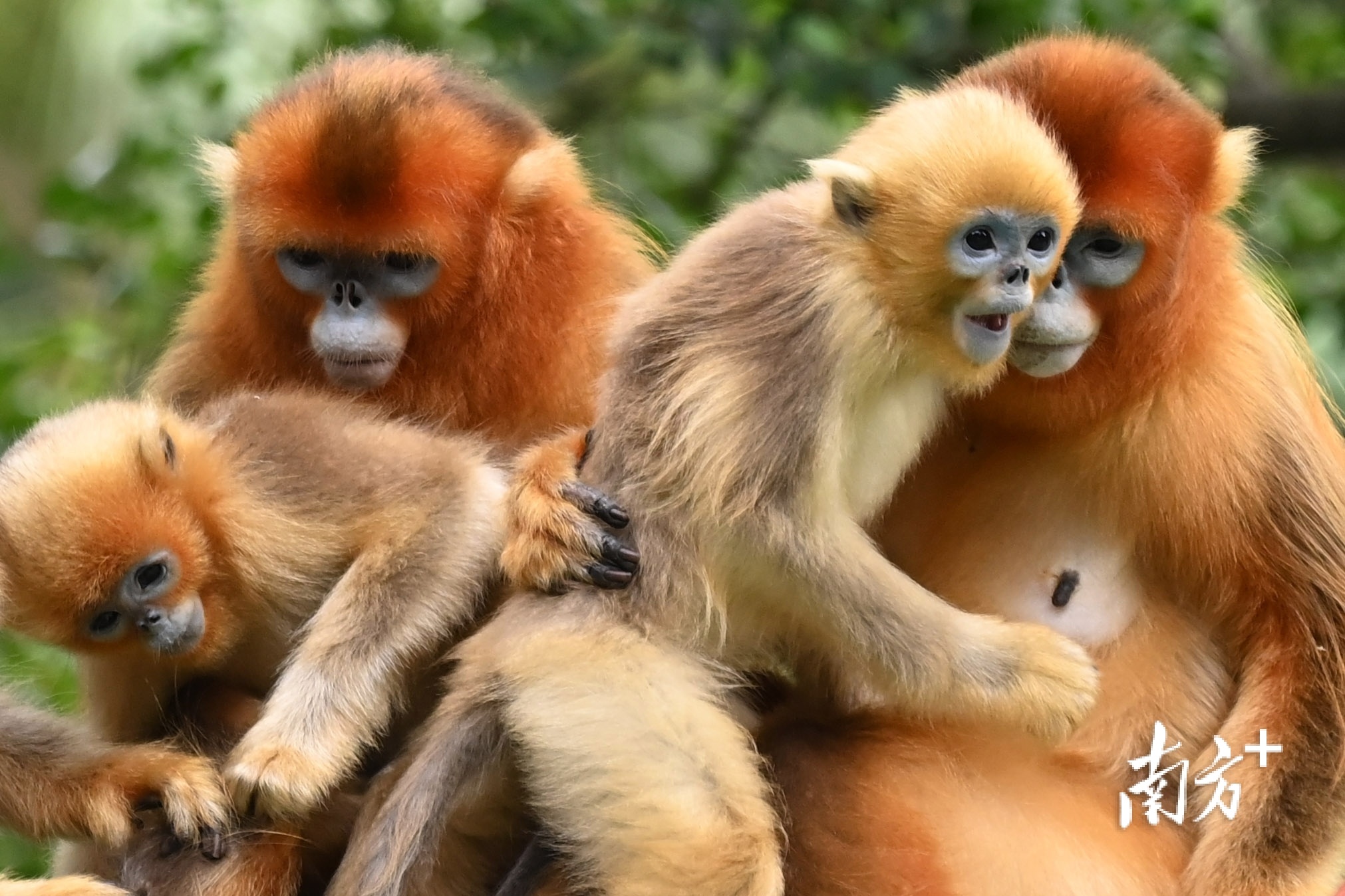 金丝猴宝宝和母猴在一起。 
