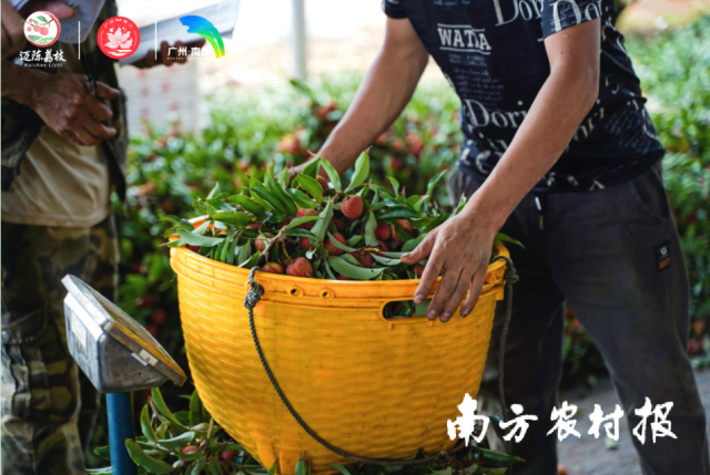 南方農(nóng)村報(bào) 陳志深 拍攝