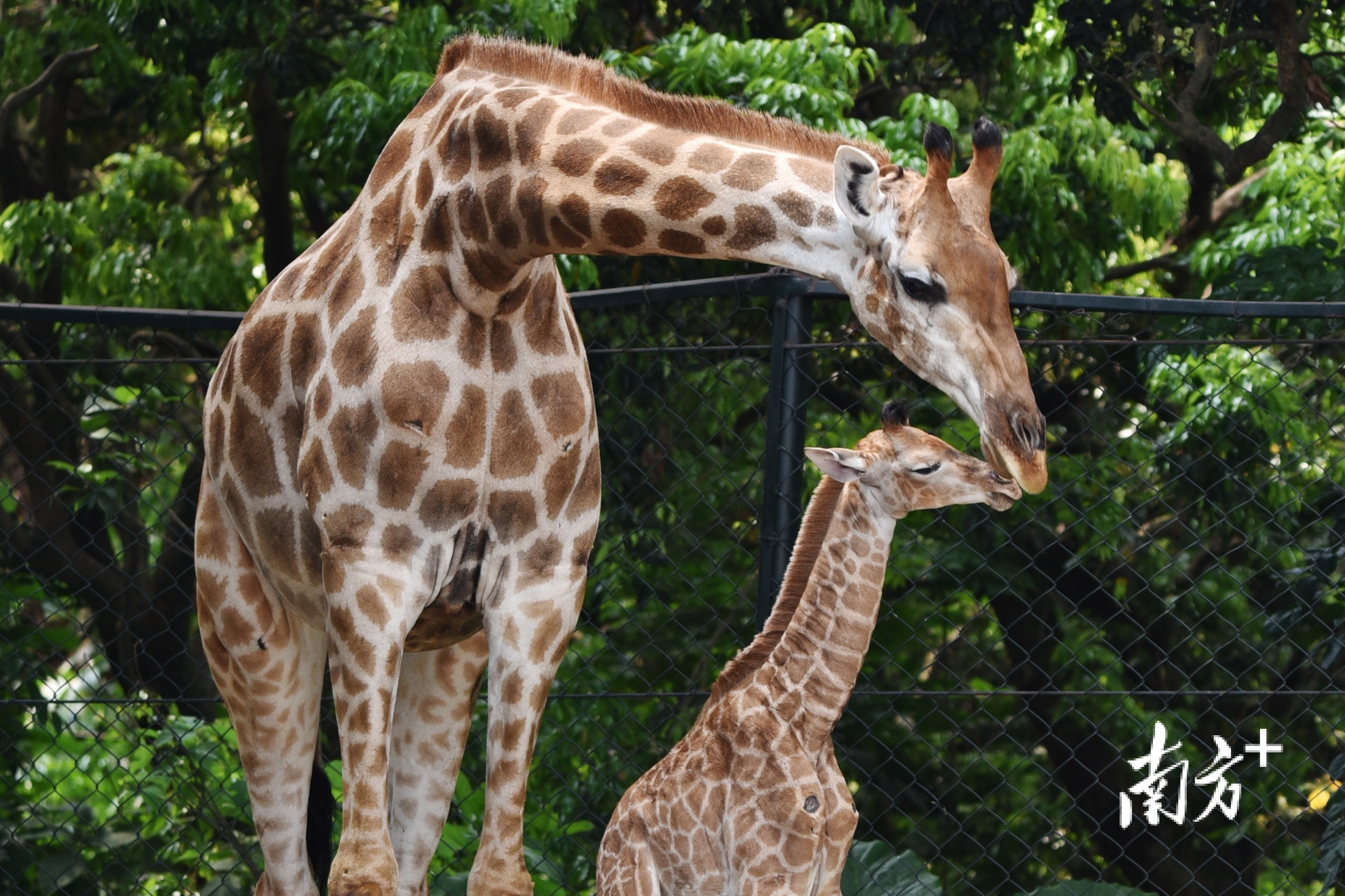 长颈鹿妈妈和小鹿亲切互动。