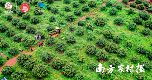 南方農(nóng)村報(bào) 陳志深 拍攝