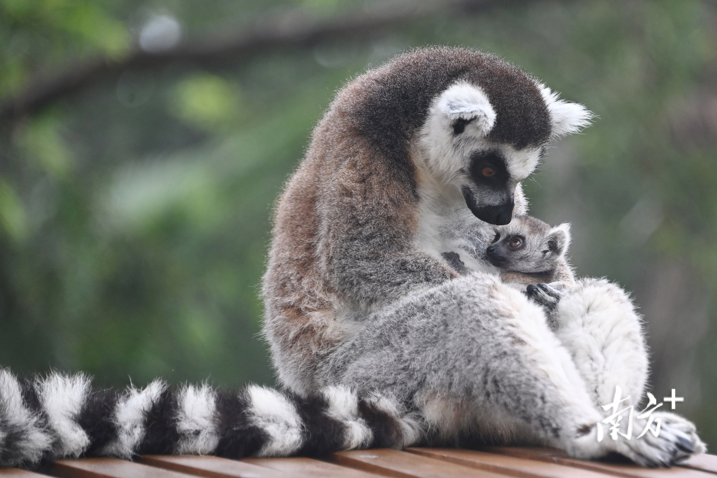 环尾狐猴妈妈对宝宝呵护备至。 