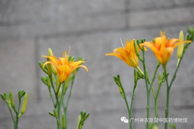 亲切的中药丨中医药里“藏”的母爱