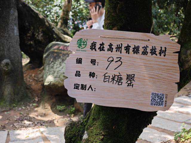 荔枝果樹掛上了“名牌”。