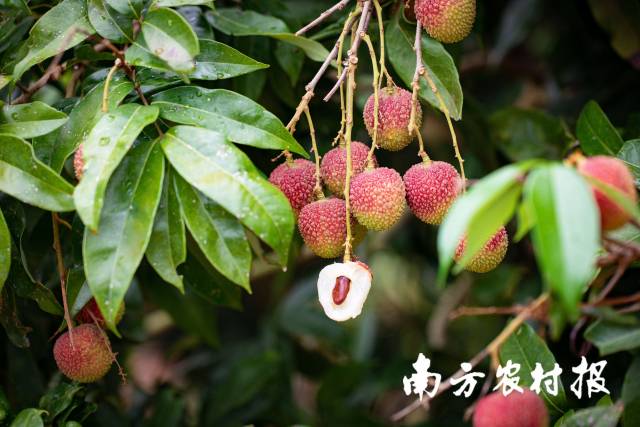 茂名荔枝。郑建斯摄