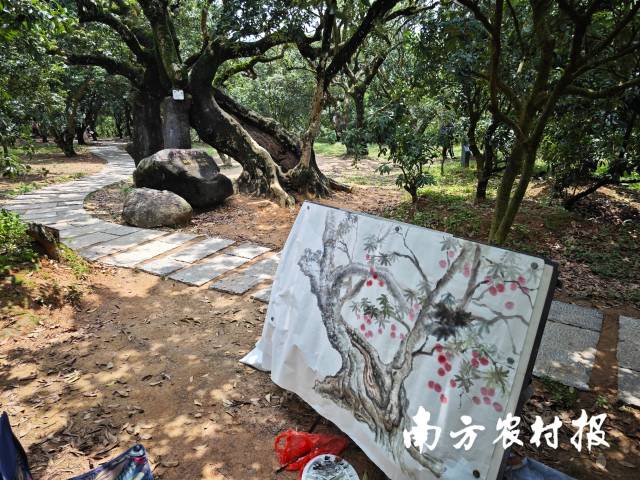 柏橋村荔枝種植園內(nèi)游客絡(luò)繹不絕,。陶磊 攝。
