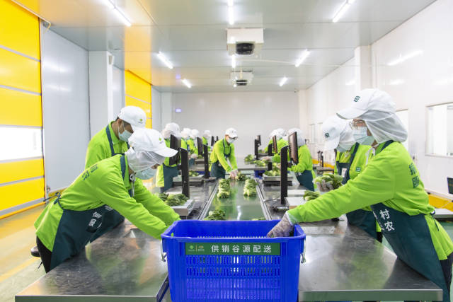 中山市粤供优选人员正在进行蔬菜分拣