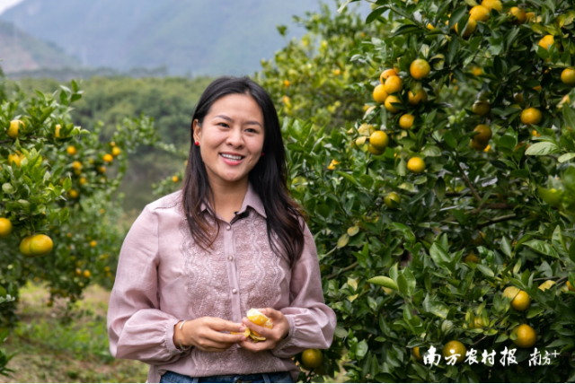  “夏娃”朱细华在果园直播。