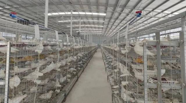 广宁鸽养殖基地