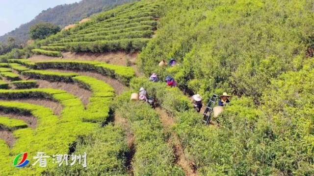 饶平岭头单枞种植基地