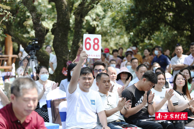 茂南古荔枝树采摘权拍卖会上，热情高涨的拍卖者叫价胶着，掀起一波又一波的拍卖热潮