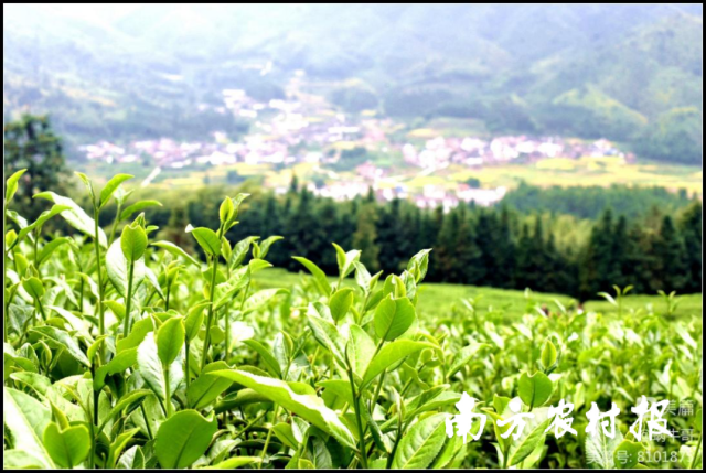 韶关好山好水出好茶