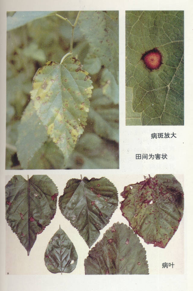 桑褐斑病。
