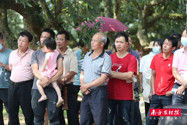 村民们纷纷从家里赶来，看看千年古荔枝树采摘权今年能拍出怎样的价钱